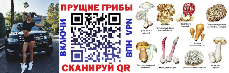 Купить  Сафоново  Псилоцибиновые грибы GOLDEN TEACHER 